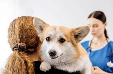Woman holding a Corgi dog during a veterinary checkup before a villa move in Abu Dhabi.